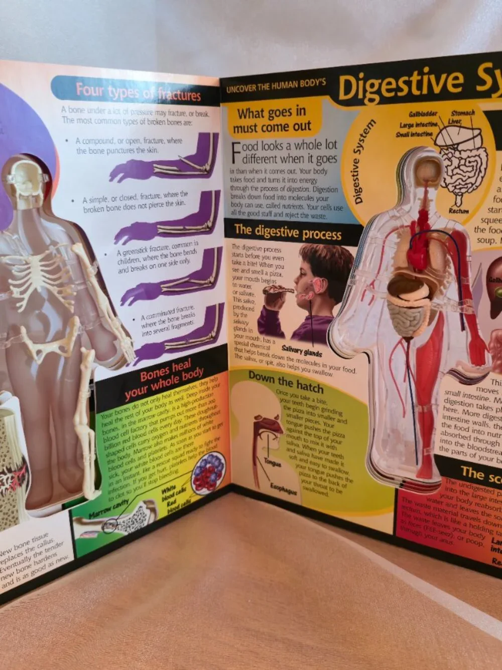 BOOK UNCOVER THE HUMAN BODY 2002 by LUANN COLUMBO